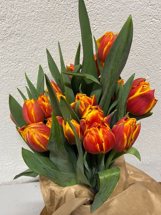 Тюльпаны оптом и в розницу