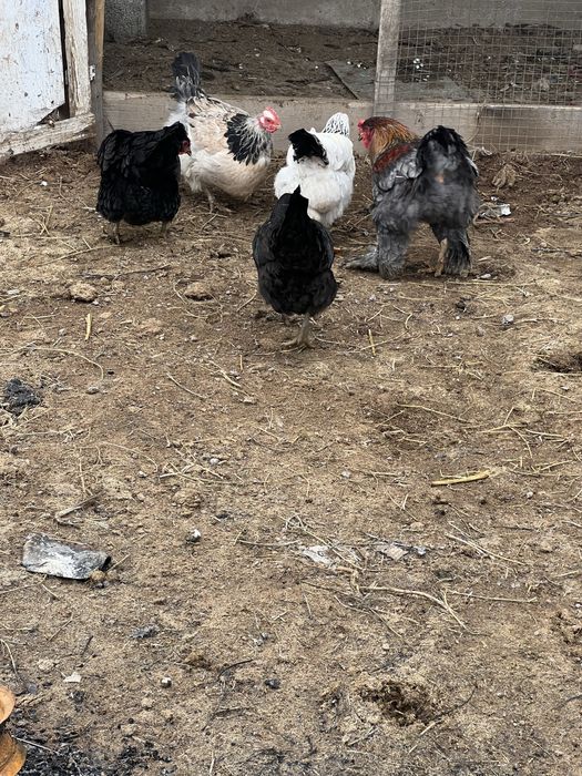 Домашние куры несушки Шымкент
