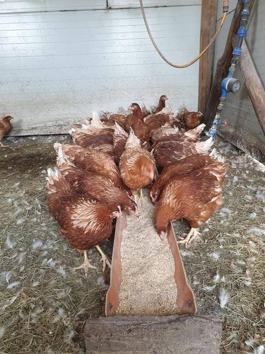 Găinii roșii outoare