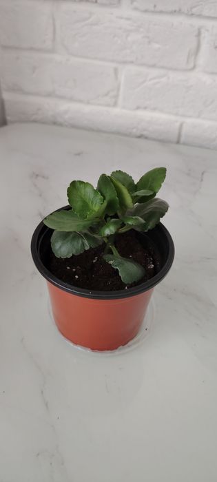 Продам укорененные черенки каланхоэ