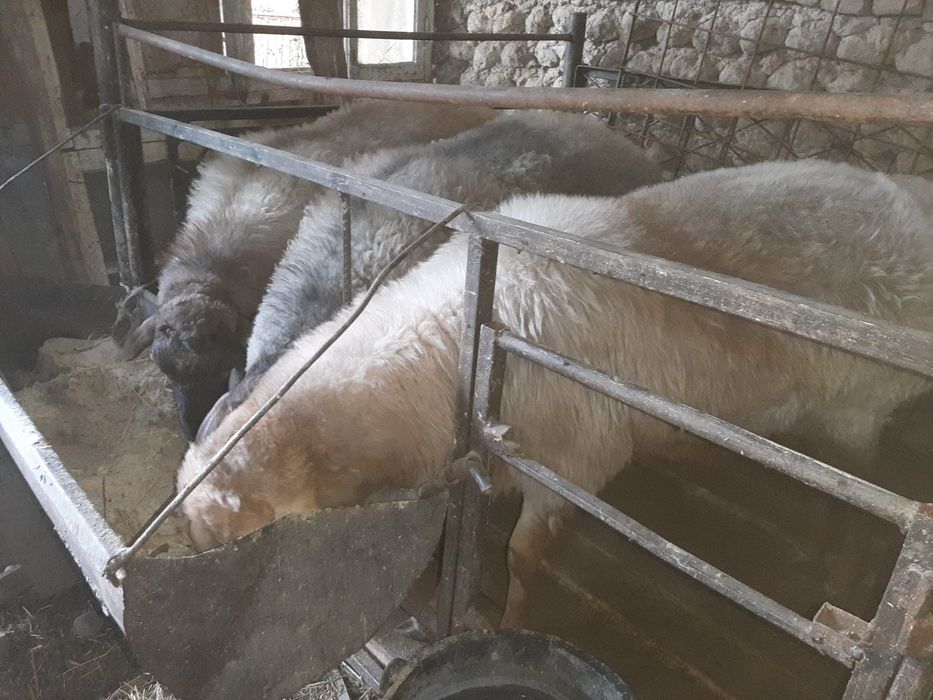 Семиз кучкорлар сотилади