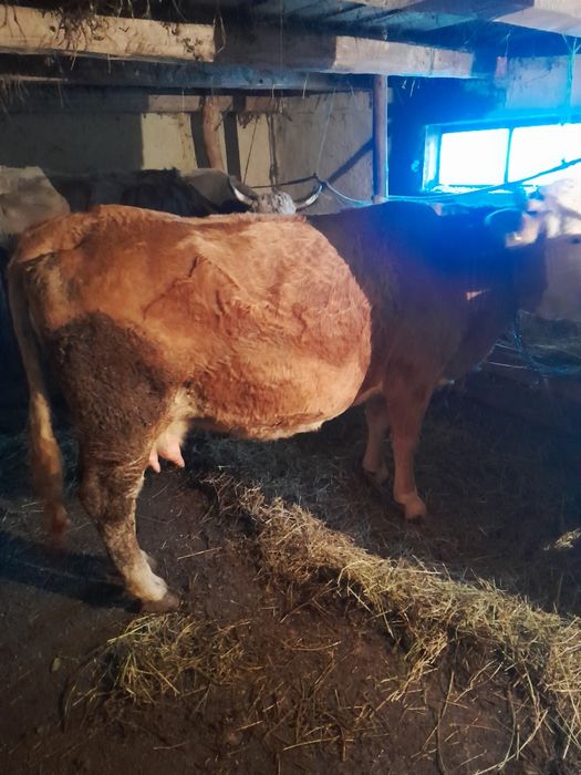 Vand 3 vaci și un cal