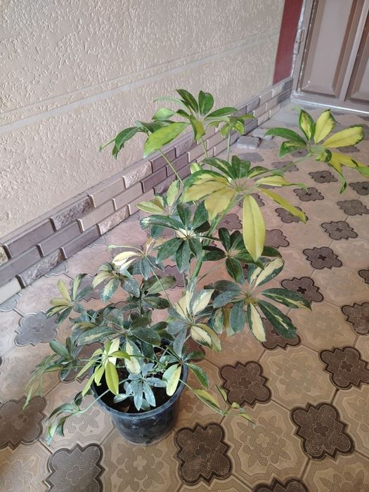 Комнатные растения, цветы, Honaki gullar, гуллар, сотилади