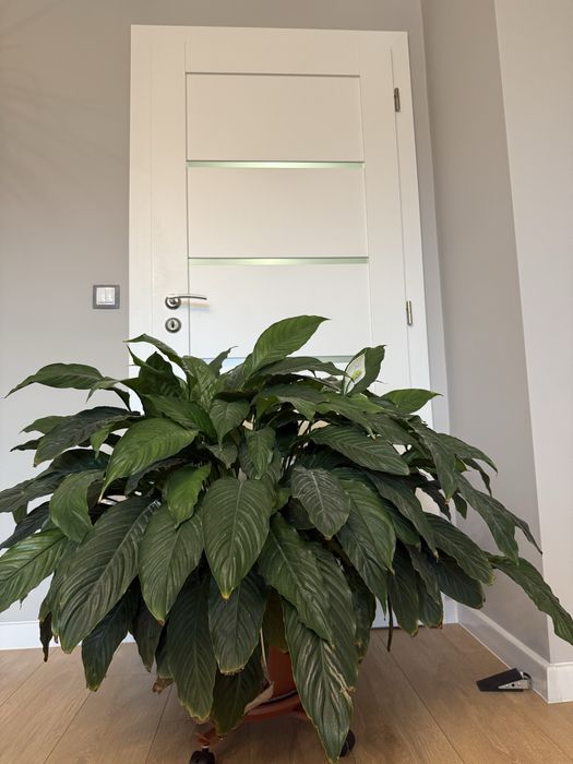 Декоративни стайни растения, цветя за дома и офиса ДРАЦЕНА, СПАТИФИЛУМ