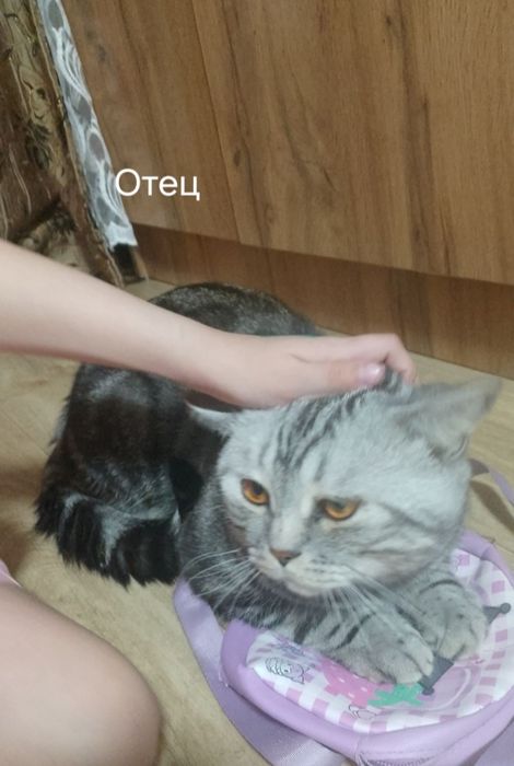 Продам Породистых Котят