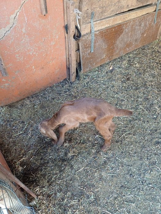 Таза канды сутты линянын каны