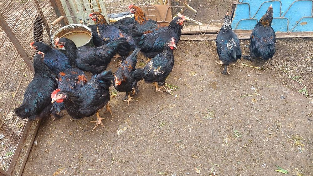 Продаются петушки хуроз жужалар