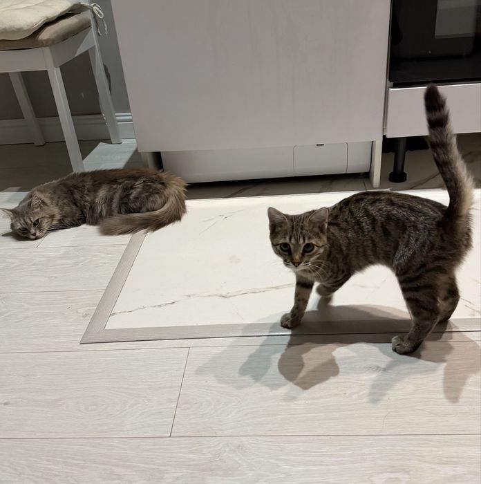 Котенок в добрые руки!
