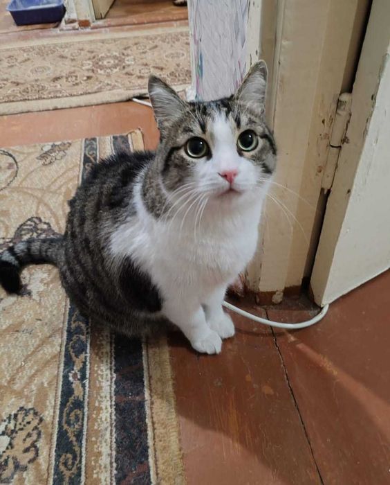 Котам нужен дом! Срочно!