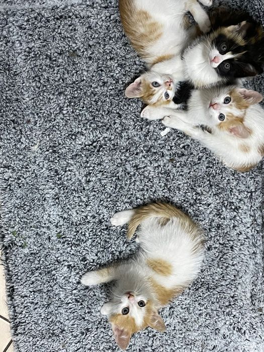 Подарявам котета