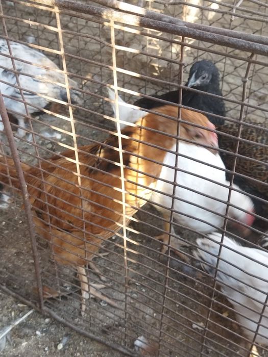 Продам куры домашние