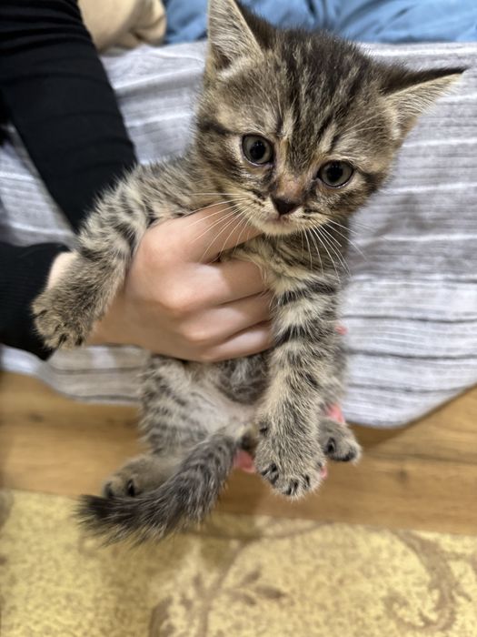 Продаются породистые котята