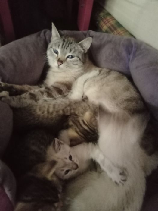 Котят отдам в добрые руки