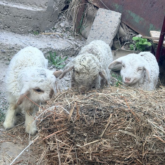 Қой қошақан тоқты қошқар бар