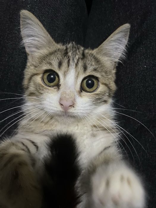 котенок ищет дом
