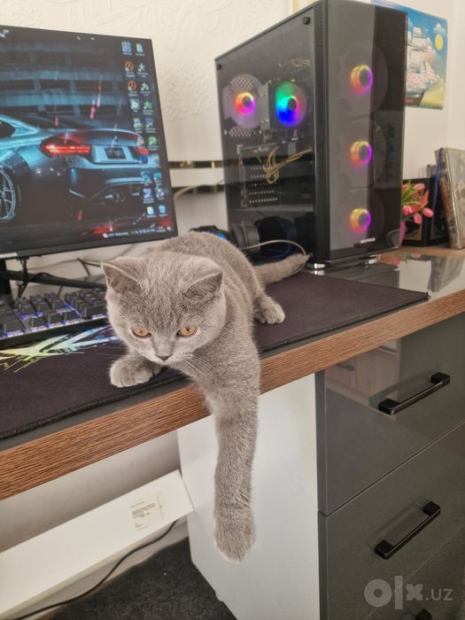 Картезианская кошка.