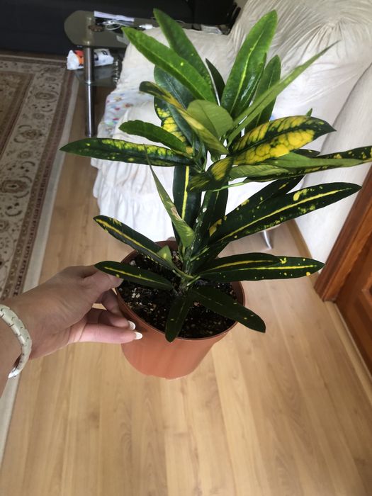 Продам кротоны , разные сорта