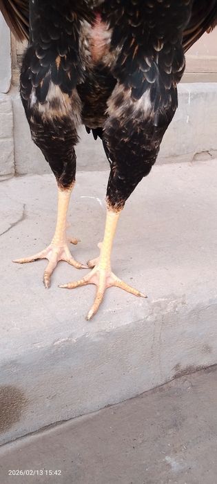 Horoz sotiladi Koreya shamo