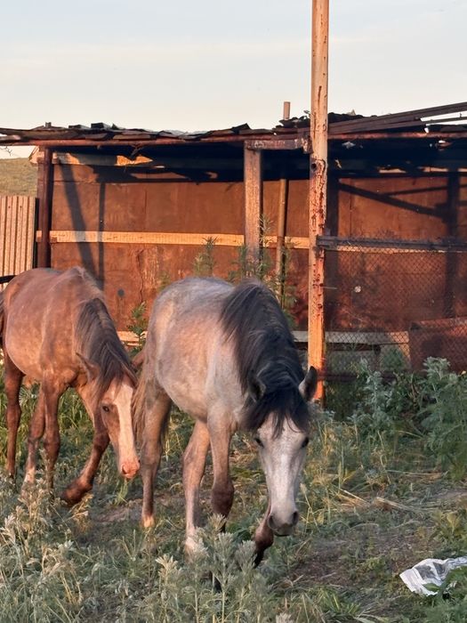 Продам 3 кобылы и жеребенка