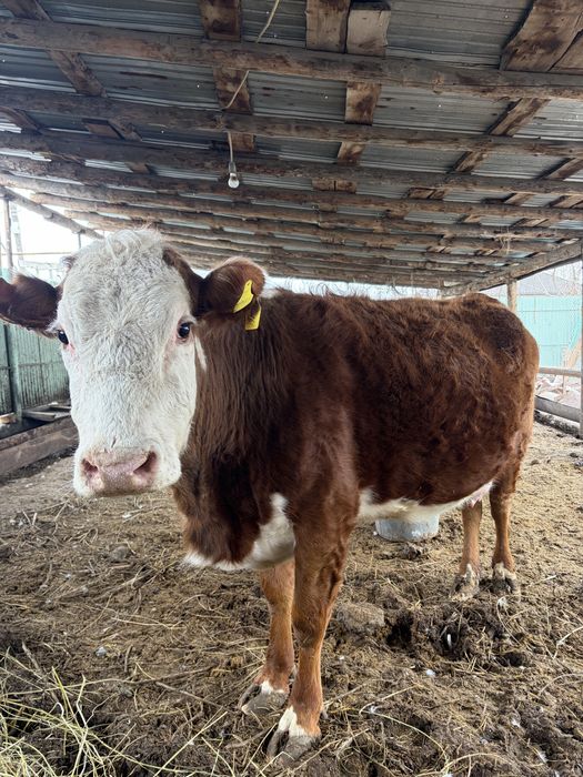 Корова ( Стельная ) Телка