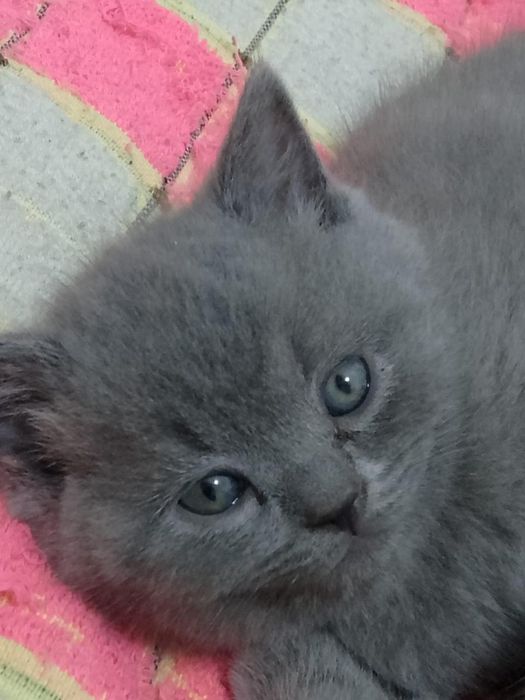 Котята Элитные чистокровные британцы