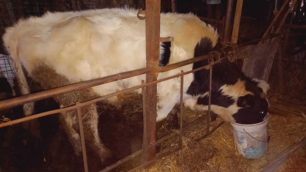 Tăuraș bălțată româneasca