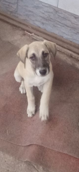 Отдам щенков в добрые руки