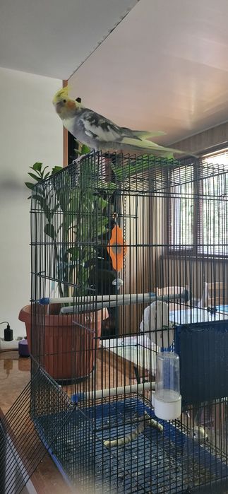 Продам ручную кореллу с клеткой