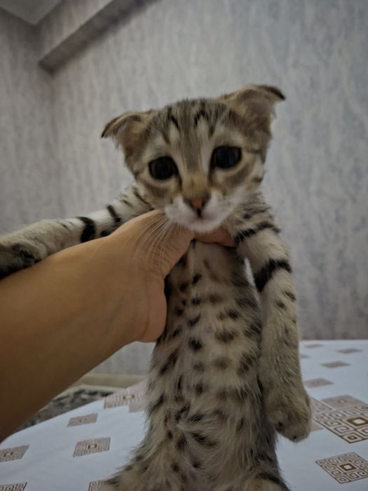 Вислоухий котенок 200$