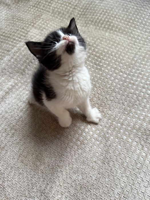 Смышленные котята