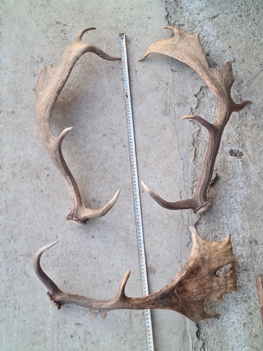 Coarne lopatar, 3bucati, fiecare la 60cm