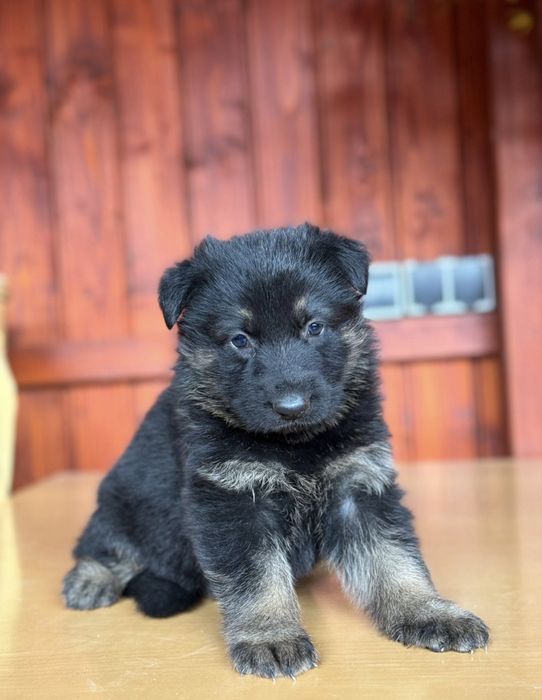 Pui ciobanesc german