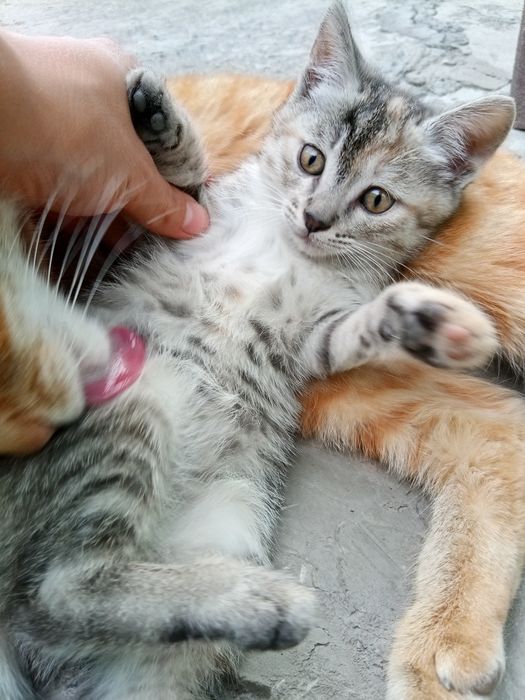Отдам котят в добрые руки