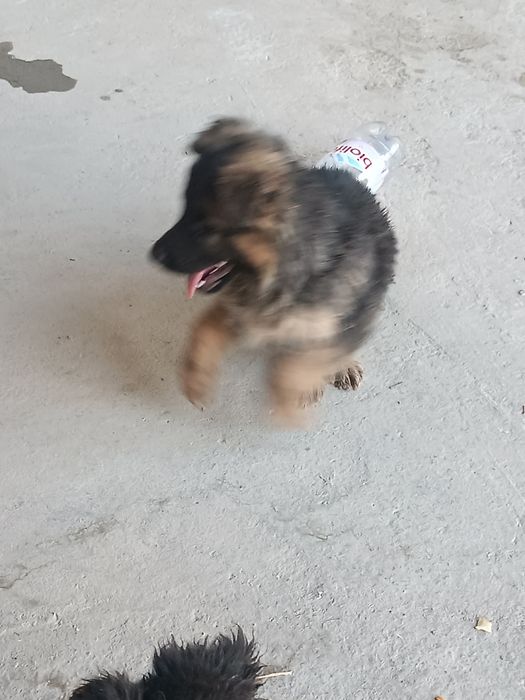 Немецкие овчарки
