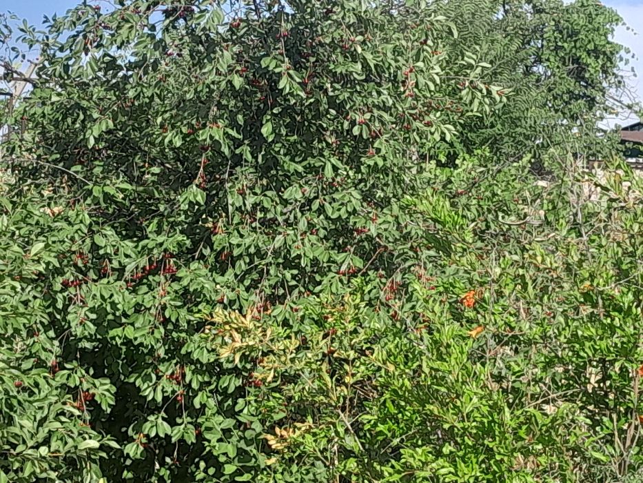 6 сотх дача Паркент