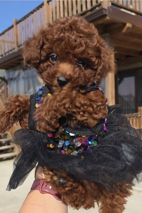 Запазени ! Пудел той момичета с документ за произход