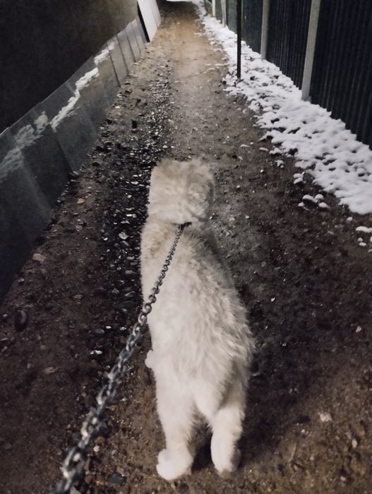 СРОЧНО продам алабая девочка 4месица