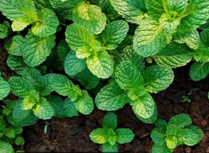 Мята цветок лечебные