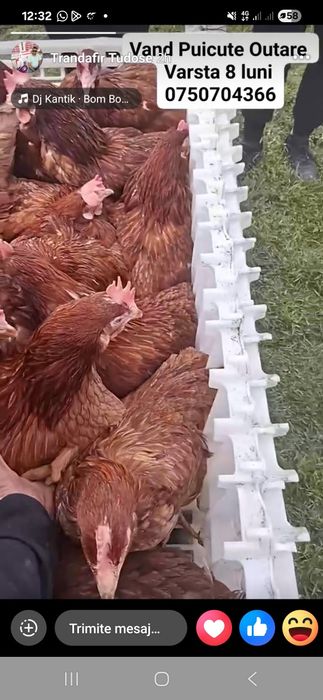 Gaini roșii ouătoare