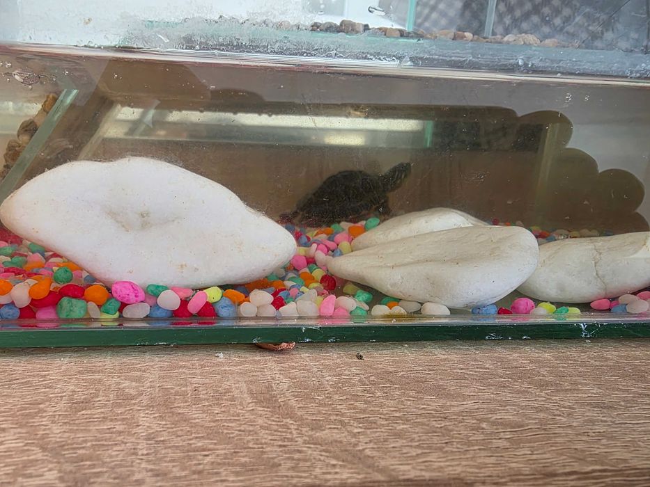 Vănd broasca țestoasă mică de acvariu.