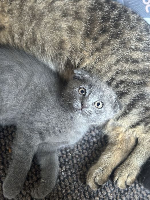 Отдам котят в хорошие руки