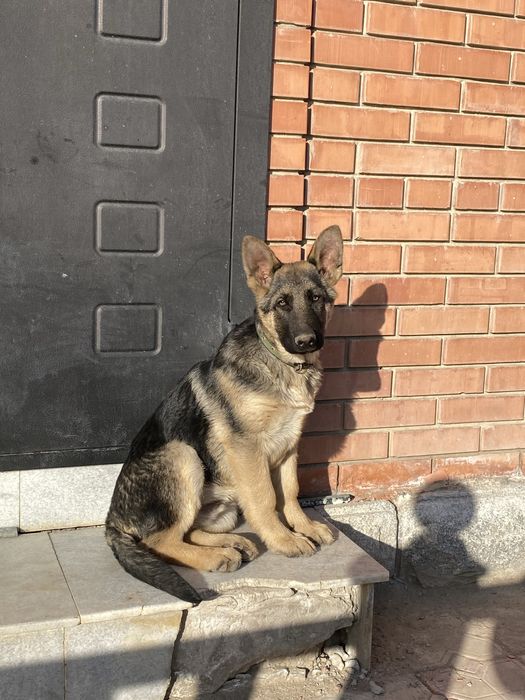 Продам овчарку щенков