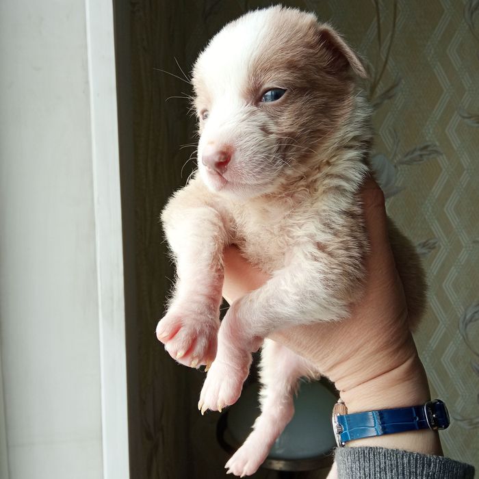 Отдам щенка. Бесплатно.