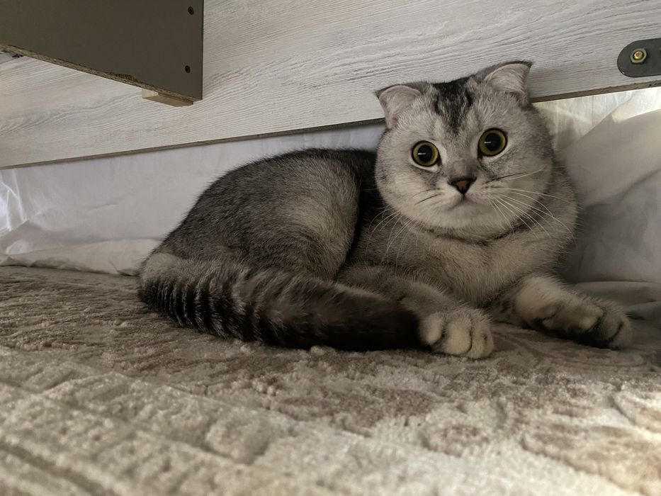 Black silver shaded color (BRI ns11)