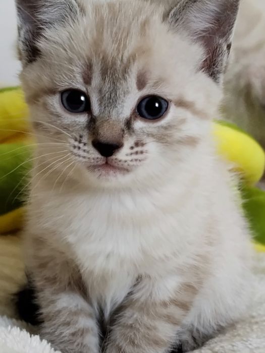 котята бесплатно