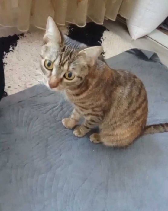 Озорная малышка ищет дом