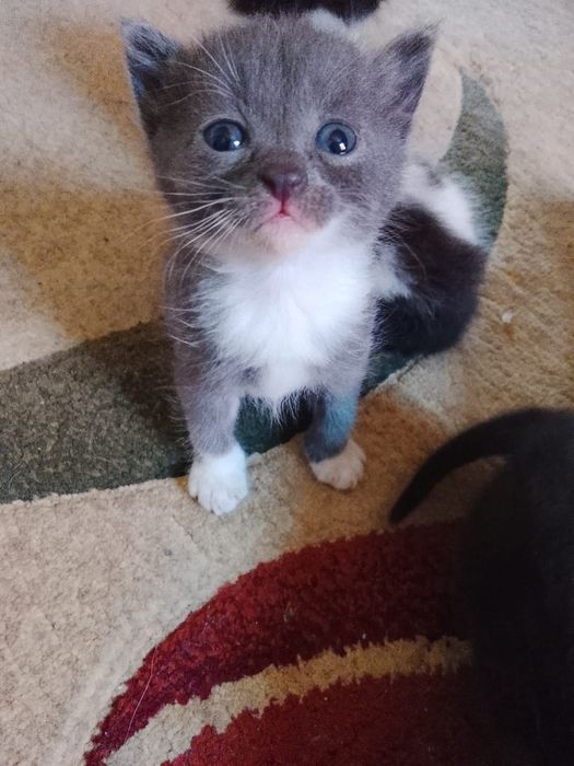 Котят отдам даром
