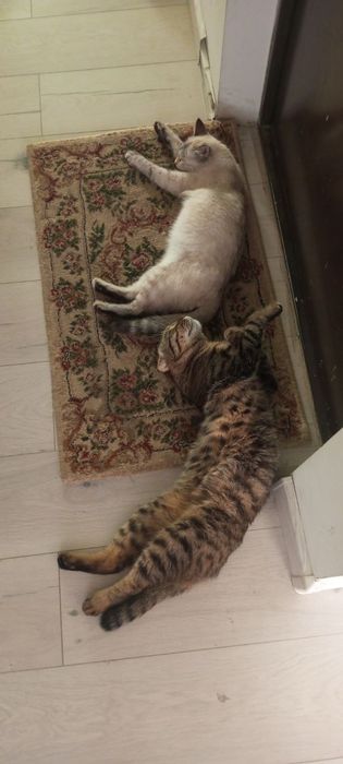 Крупный кот скоттиш Фолд для вязки