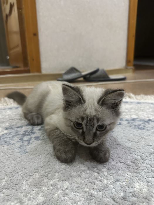 Домашняя кошка, приученная