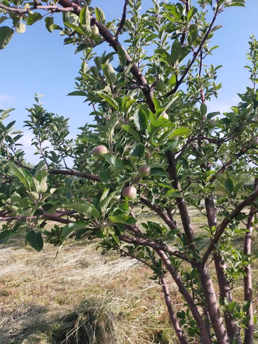 Участок в предгорьях